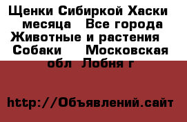 Щенки Сибиркой Хаски 2 месяца - Все города Животные и растения » Собаки   . Московская обл.,Лобня г.